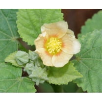 100 COUNTRY MALLOW (Bala / Flannel Weed) Sida Cordifolia Flower Seeds