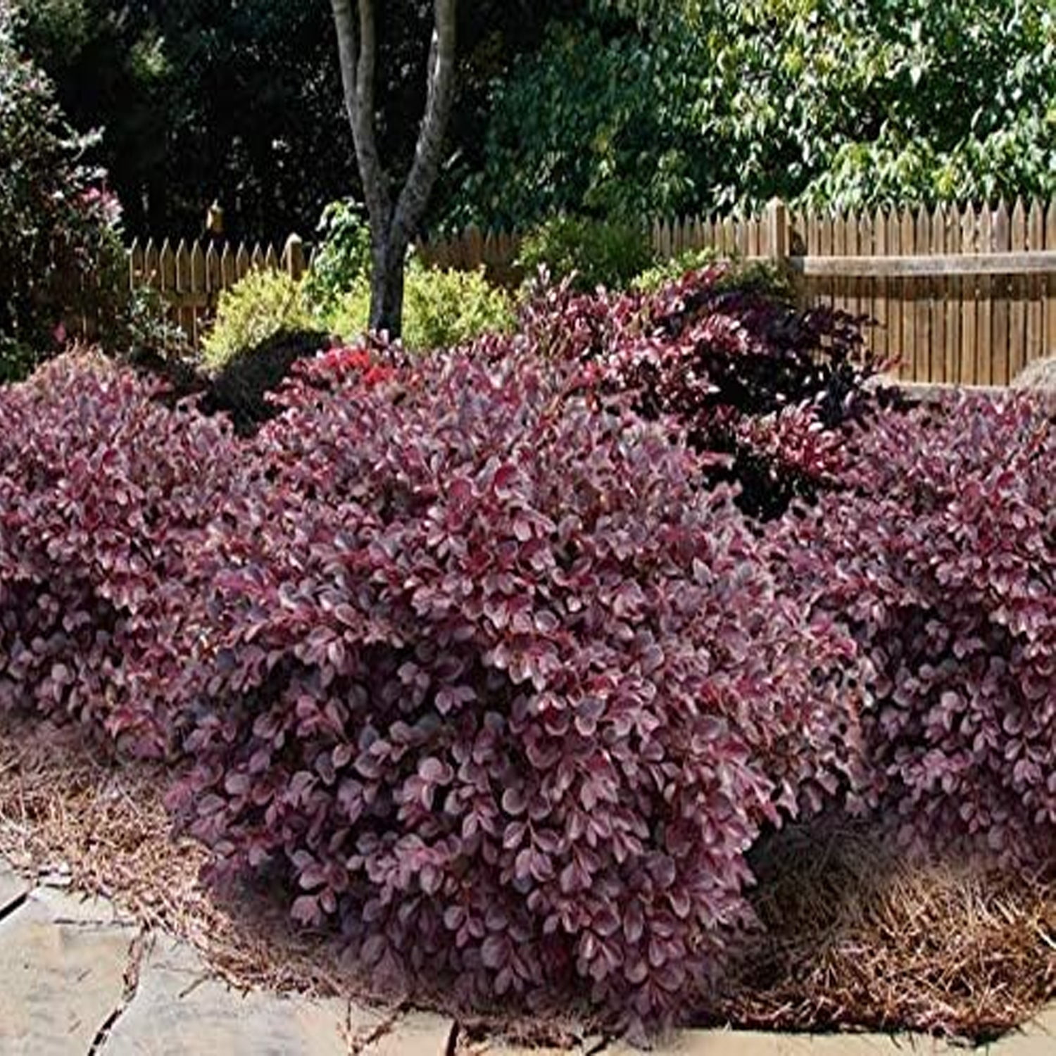 Expert Gardener 1-1.5 ft Loropetalum - Daruma Live Shurb in 3- Gallon Grower Pot