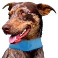 thumbnail image 1 of Summer Cooling Dog Neck Wrap, Blue - One Size, 1 of 1