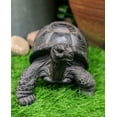 thumbnail image 5 of Ebros Lifelike Galapagos Tortoise Statue 6.5" Wide Lucky Zen Turtle Figurine, 5 of 6