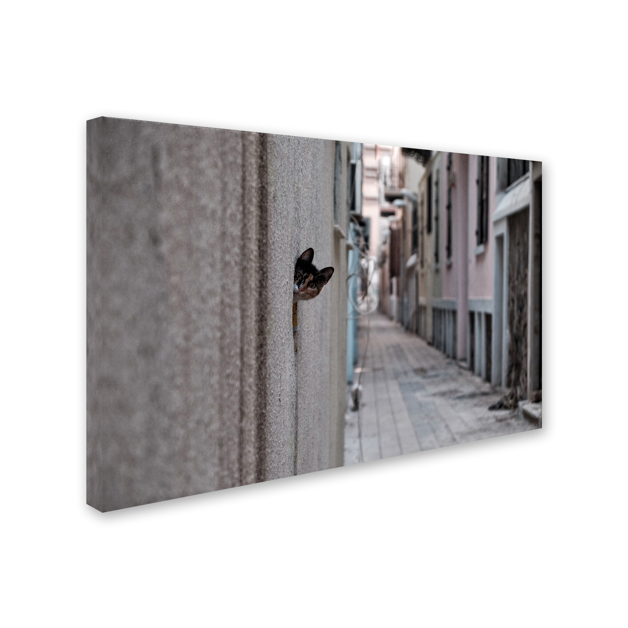 Trademark Fine Art 'Dantel Street Cat' Canvas Art by Ali Ayer