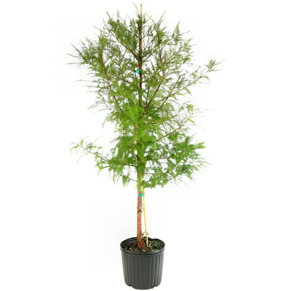 National Plant Network 3 gal Bald Cypress Live Tree with Full Sunlight