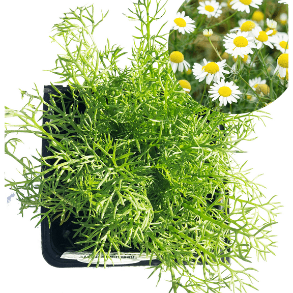 Chamomile, German Plant, (Matricaria chamomilla) 2.5 inch pot