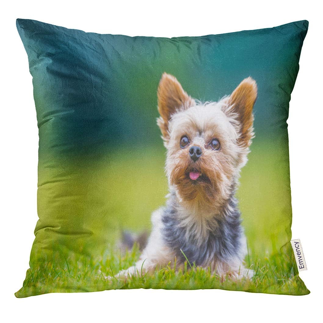 female yorkshire terrier