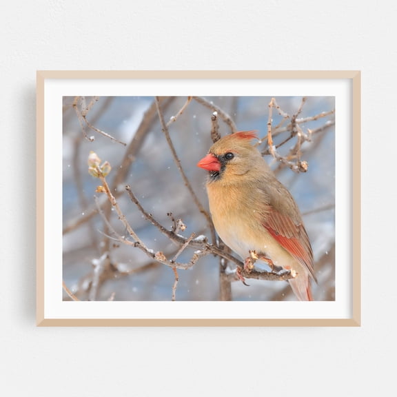Female Cardinal After a Snowstorm - Photography Bird Snow Wildlife Winter Animal Nature Scenic Oak Framed Wall Art Print 5 x 7 inches