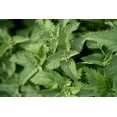 thumbnail image 6 of Plant Good Seed Catnip Seed Packet: Organic Seeds, Mint Perennial, Grow for Cat Nip Toys, Part Sun, 6 of 13