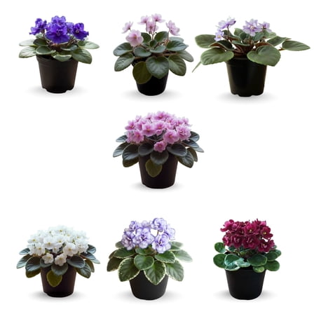 Set 2 Mix African Violets Live Plants 4 Inch, Vibrant African Violet Tree for Planting