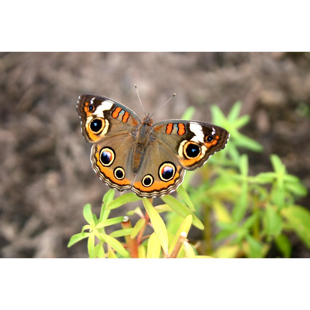 Insect Butterfly Buckeye Eyespots Nature Bug12 Inch BY 18 Inch