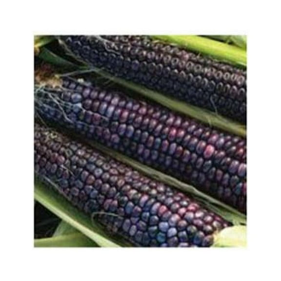 Corn Blue Hopi Ornamental BULK 400 Seeds Great Heirloom Vegetable