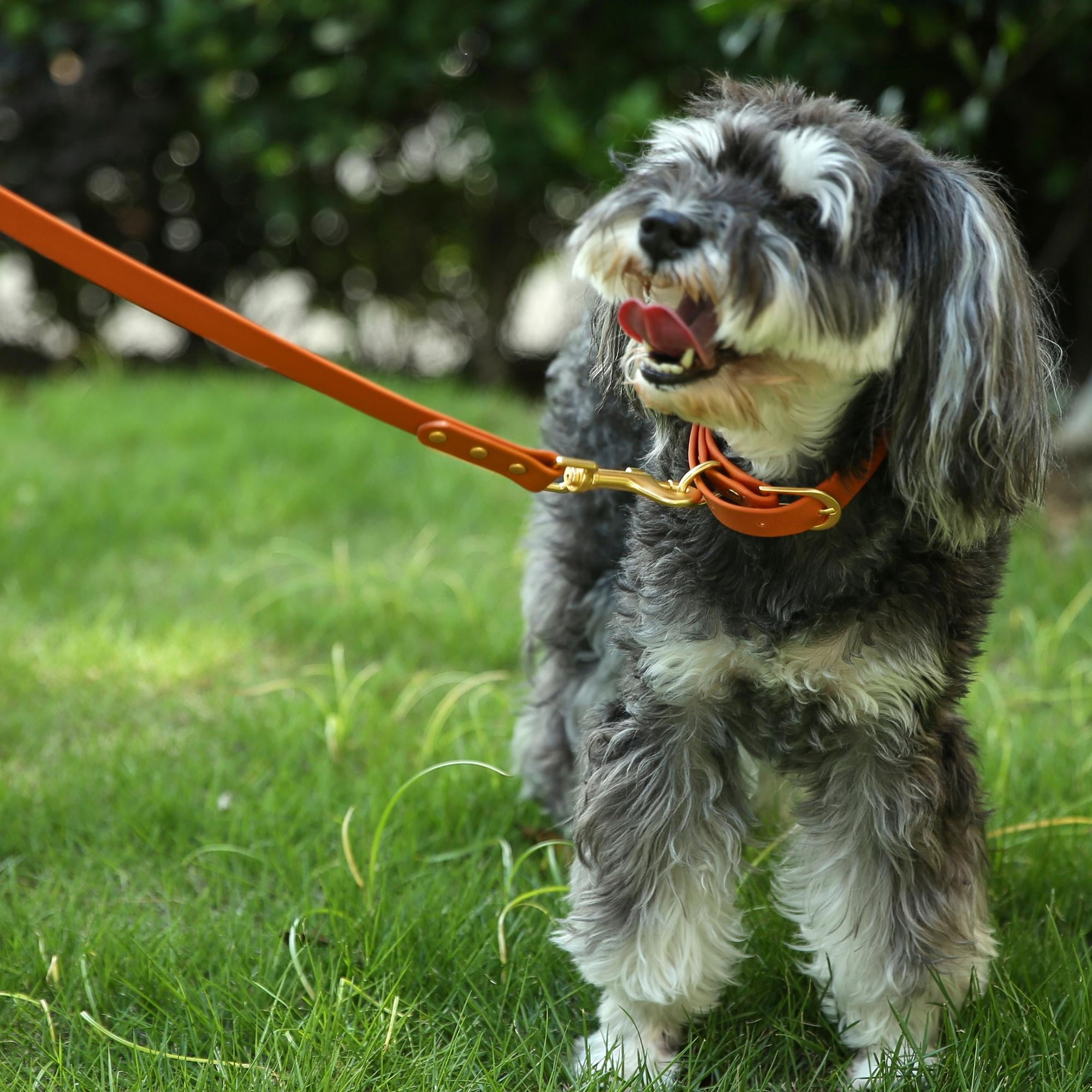 Max & Marlow Waterproof TPU Coated Dog Collar and 5 ft Leash Set, Orange, Small