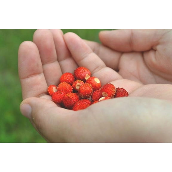 Alexandria Red Alpine Strawberry Fraise des Bois Premium Seed Packet