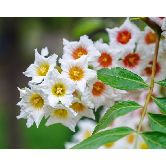 5  Seeds YELLOWHORN TREE Xanthoceras�Sorbifolium aka Goldenhorn, Raintree, Chinese Flowering Chestnut - White Yellow Red Fragrant Flower Seeds