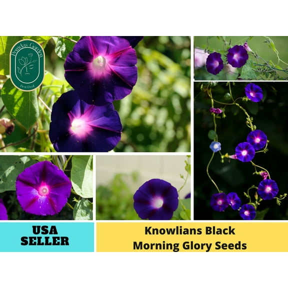 30 Seeds| Knowlians Black Morning Glory Seeds - Authentic Seeds - Perennial~ GMO Free ~Flower seeds~ seeds~ Asian Garden~ Herbs B5G1#F018