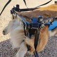 thumbnail image 3 of EASTIN Cat Wheelchair Adjustable Height Adjustable Pet Mobility Aid Comfortable Mobility  for Back Legs Blue, 3 of 3