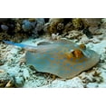 thumbnail image 2 of Bluespotted Stingray Wall Decal by Wallmonkeys Peel and Stick Graphic (24 in W x 16 in H) WM61384, 2 of 4