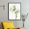 thumbnail image 1 of Washington Lily - Lilium washingtonianum - 1933 | Mary Vaux Walcott | Premium Fine Art Print | 19th Century American | Botany Art | Botanical | Plant Art | Nature Art, 1 of 7