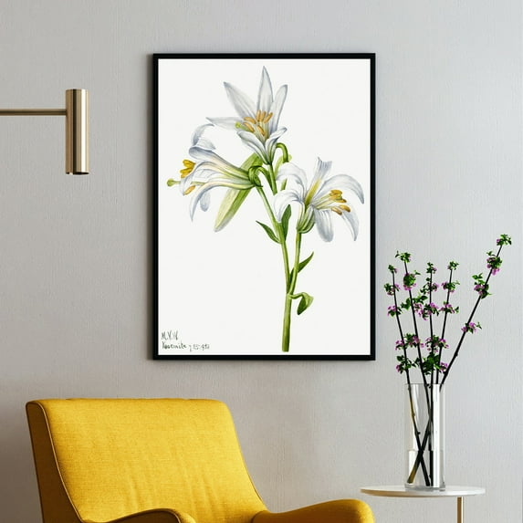 Washington Lily - Lilium washingtonianum - 1933 | Mary Vaux Walcott | Premium Fine Art Print | 19th Century American | Botany Art | Botanical | Plant Art | Nature Art
