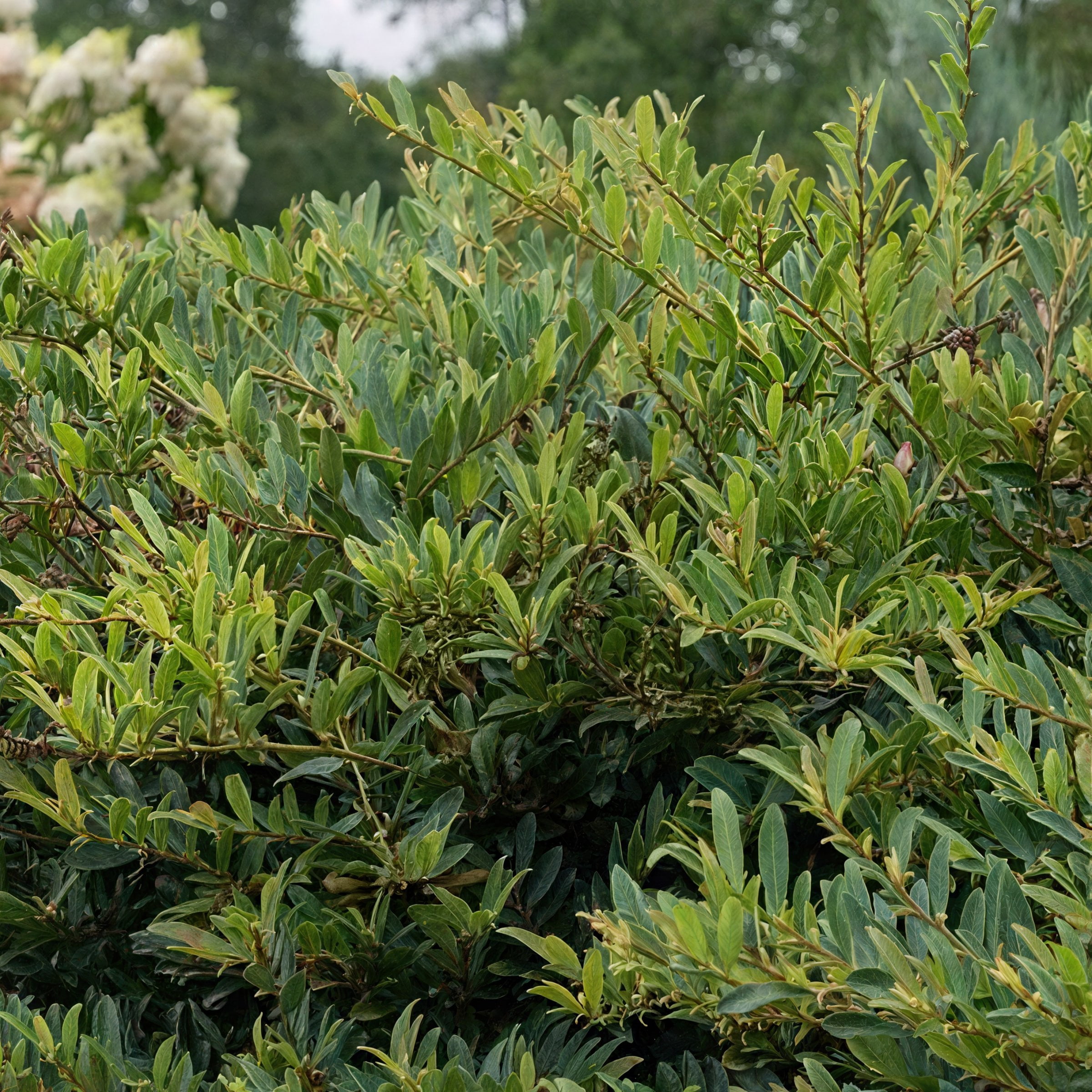 3 gal. Distylium Cinnamon Girl Shrub