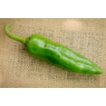 thumbnail image 2 of Numex Sandia New Mexico Hatch Chile Pepper Premium Seeds Packet, 2 of 2