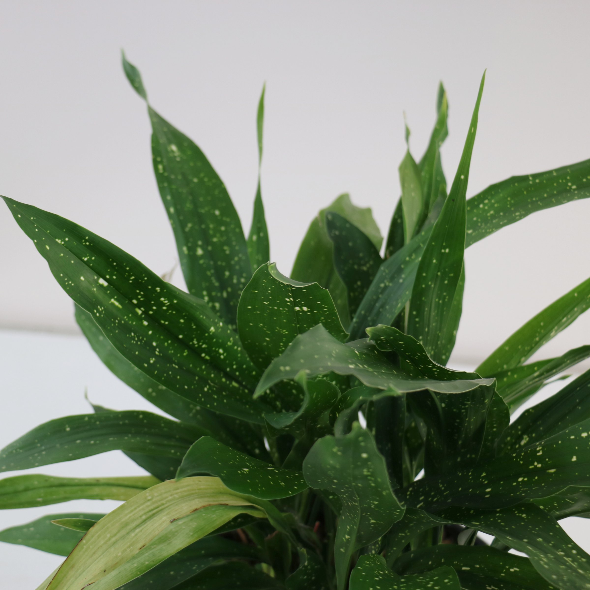 National Plant Network 3 gal. Aspidistra Milky Way Live Plant