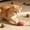 Pink, variant on Fruit Themed Mouse Toys Interactive Plushs Toys For Cats Ideal For Home Play And Bonding
