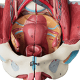 thumbnail image 2 of Disassembled Female Pelvis Anatomy Model PVC Female Pelvis with Floor Muscle,Nerves Model Lab Supplies,Uterine Pelvic, 2 of 6