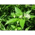 thumbnail image 4 of Peppermint Great Garden Herb 1,000 Seeds By Seed Kingdom, 4 of 5