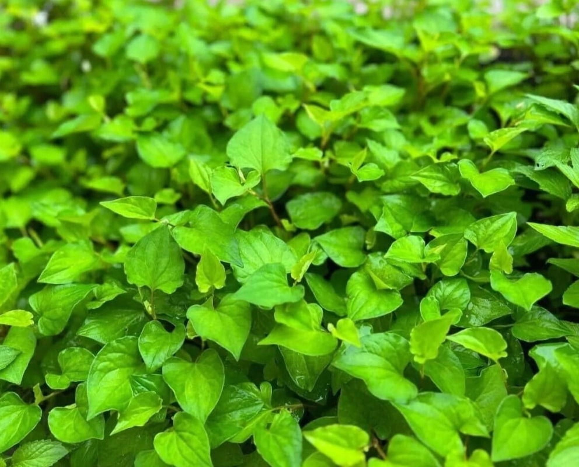 300 Fish Mint Seeds for Planting - Houttuynia Cordata - Chameleon Plant - Perennial Herb