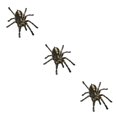 thumbnail image 2 of Kenally 1 uds/2 uds 3D pegatina de araña divertida cabeza de coche cola personalidad pegatinas de araña decoración DIY decoración Negro 3piezas Kenally CBP062733, 2 of 6