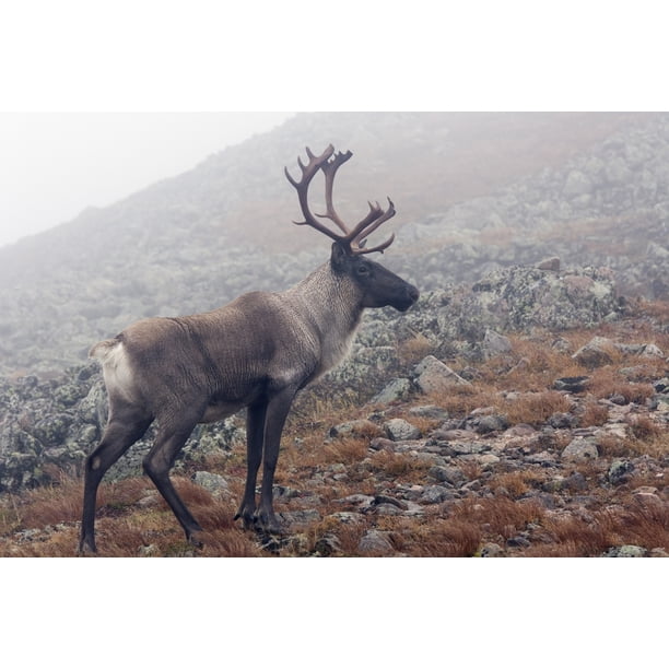 Woodland Caribou Walking On Alpine Tundra, Mount Jacques Cartier ...