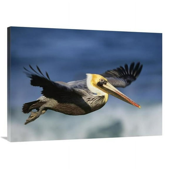 30 x 40 in. Brown Pelican Flying, North America Art Print - Tim Fitzharris