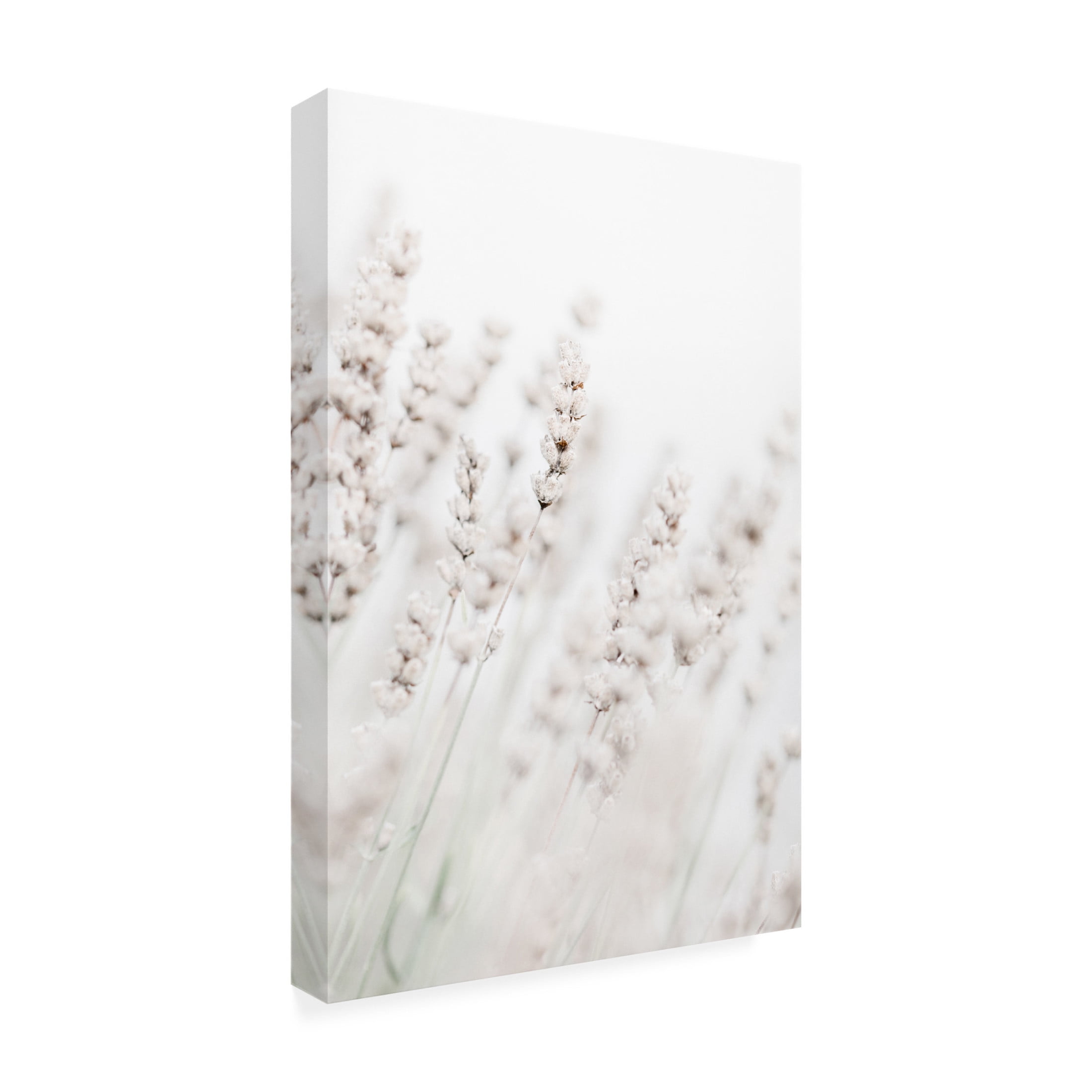 Trademark Fine Art Pictufy Studio Grass Straws Canvas Wall Art