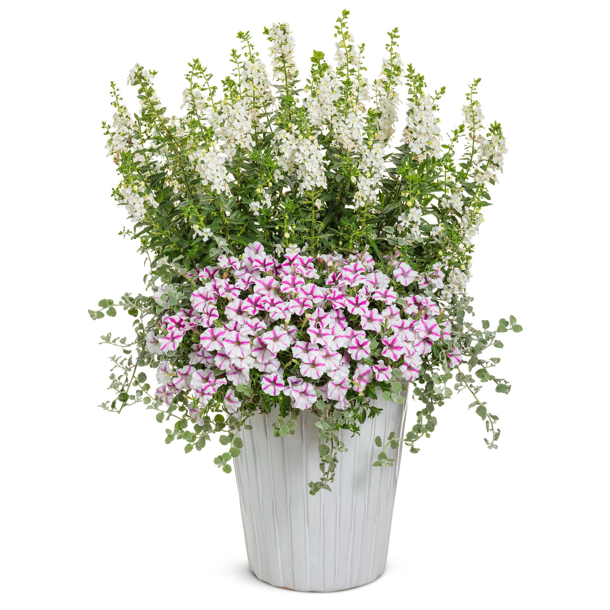 Proven Winners 8" Angelface White Summer Snapdragon Live Plant in 6.5" Pot
