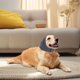 thumbnail image 4 of Sudadera Con Capucha Relajante Para Las Orejas, Sin Sacudidas, Para Hematomas, Cubreorejas Antirruido Para La Ansiedad, Cubreorejas Para Perros Para El Aseo., 4 of 6