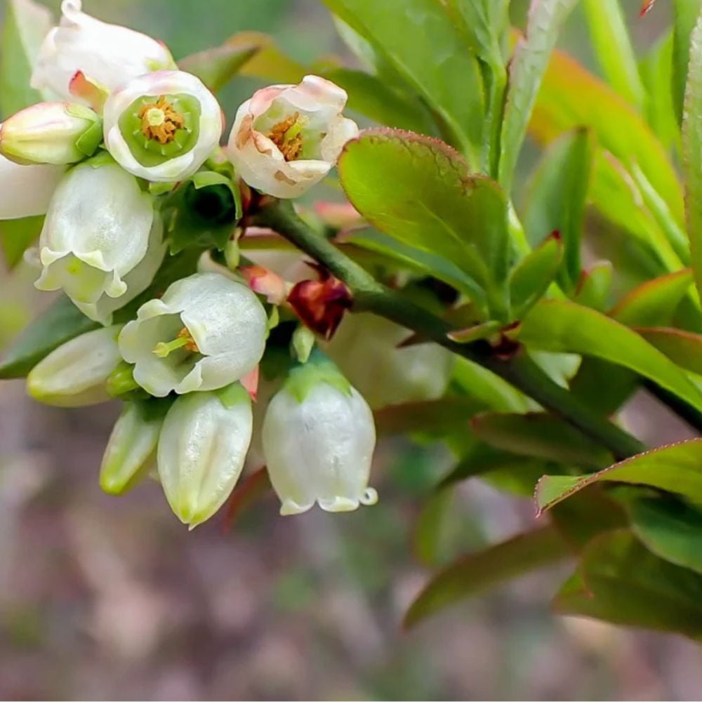 Expert Gardener 1-1.5 ft tall Alapaha Rabbiteye Blueberry Live Shrub in 1-Gallon Grower Pot
