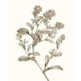 thumbnail image 3 of Vision Studio 12x14 Black Modern Framed Museum Art Print Titled - Neutral Botanical Study II, 3 of 5