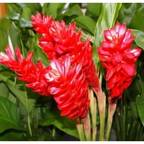 Red Ginger Plant Root Live Plants, 1 Count, Partial Shade