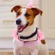 thumbnail image 1 of YOSADIER 1Ud Traction Rope Para Perro Con Floral Rosa Material Y Ajustable, 1 of 6