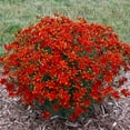 thumbnail image 2 of Hot Paprika Red Flowering Coreopsis Tickseed Dormant Bare Root Perennial Starter Plant - 1 starter plant per offer, 2 of 4
