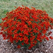 Hot Paprika Coreopsis Dormant Bare Root Flowering Perennial Plant grown in a 2 inch pot (1-Pack)