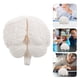thumbnail image 3 of ColoMX Modelo de cerebro humano: modelo anatómico con base de exhibición para educación científica, estudio, exhibición, enseñanza médica, blanco, 3 of 8