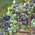 thumbnail image 2 of Grapes - Vitis vinifera, 2 of 3