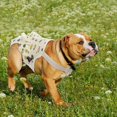 thumbnail image 5 of Dog Hygiene Briefs With Suspenders, Male And Female Dogs Adjustable Pet Briefs Diapers, French Bulldog Physiological Pants Cotton Jumpsuit Bri, 5 of 5