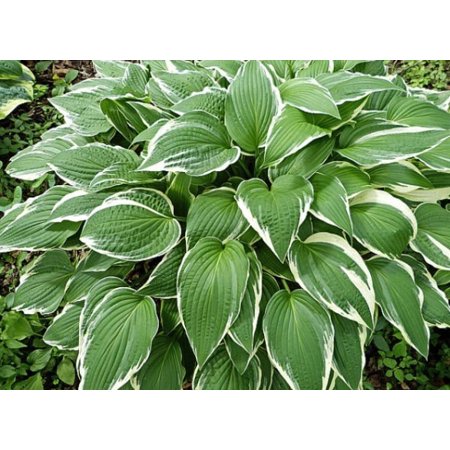 1.2qt Hosta Francee Shade