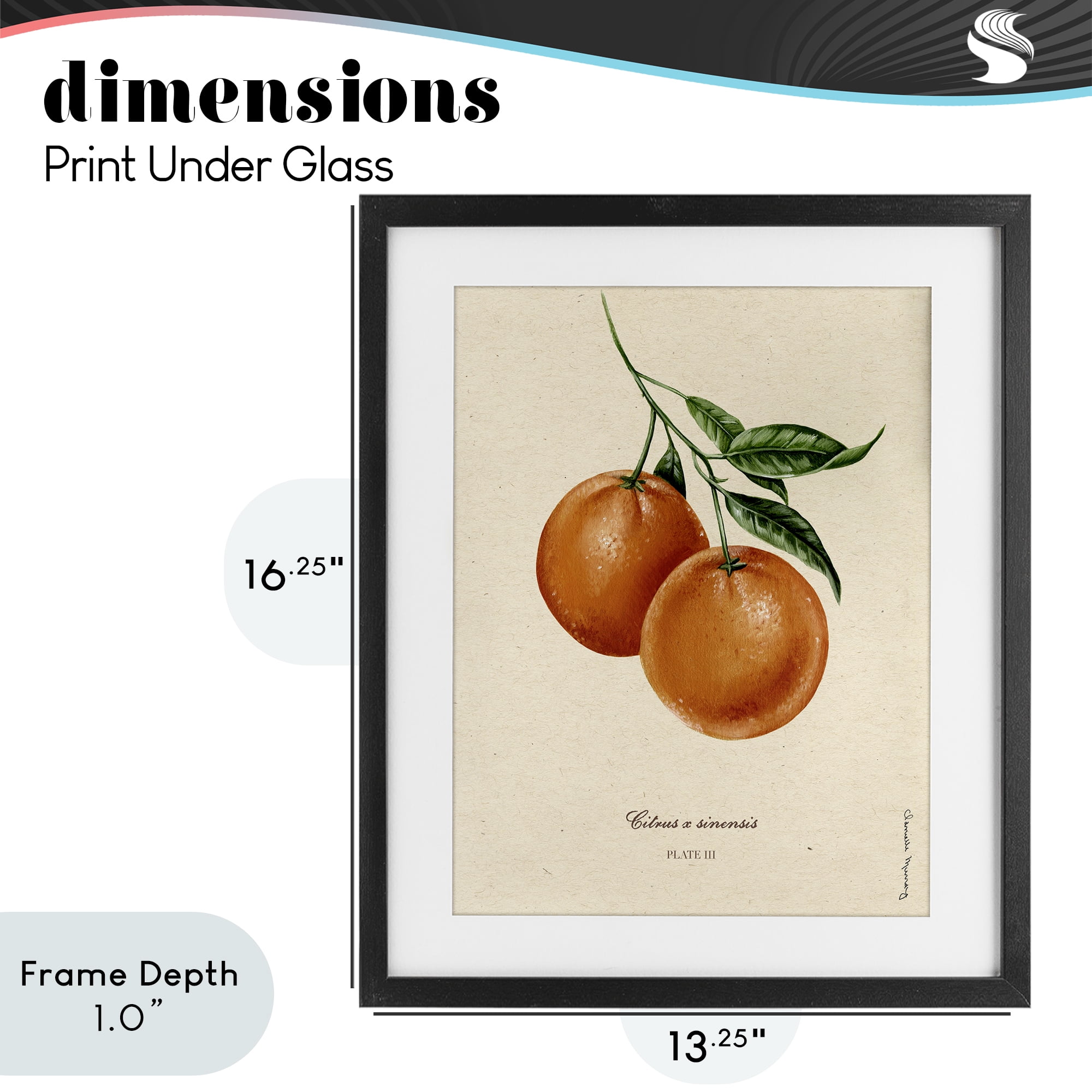 Stupell Industries Orange Fruit Portrait Black Framed Print Under Glass, design by Danielle Murray