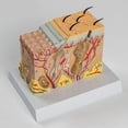 thumbnail image 4 of Anatomical Skin Model Human Skin Structure Anatomy Model Medical Teaching Aids for Diseases Study Medical Lecture Report, 4 of 7
