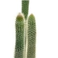 thumbnail image 4 of Old Man of The Andes, 6 inch, Huge Cactus, Oreocereus celsianus, Hairy Fuzzy Mountain Cacti, 4 of 5