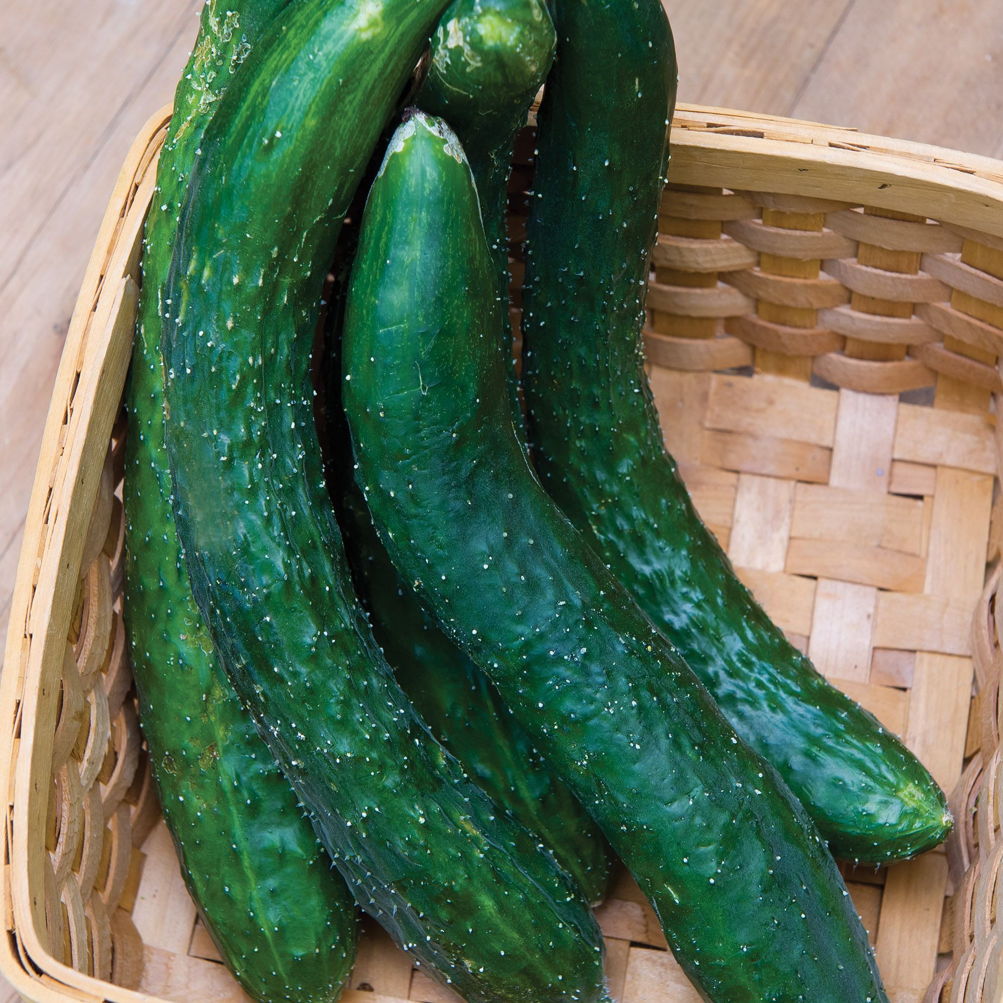Buy Burpee Greencrisp Hybrid Cucumber Vegetable Seed, 1Pack Online at