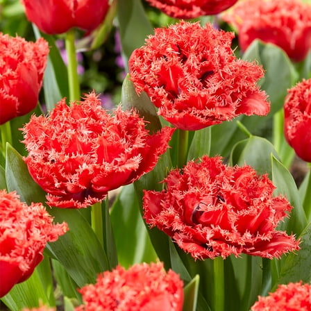 Bendigo Fringed Double Tulip Flower Bulbs - 10 Bulbs per Pack - Good as Cut Flowers - Perennializing - Easy to Grow Live Plants - Outdoor Garden