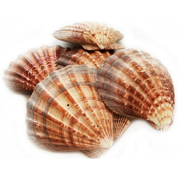 Set of 4 Large Lions Paw Scallops 5-6" Seashell for Baking Smudging Crafts Beach Decor